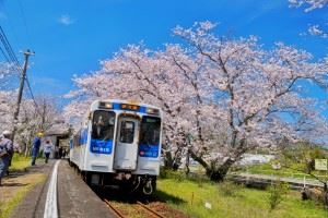 浦ノ崎駅　満開桜③